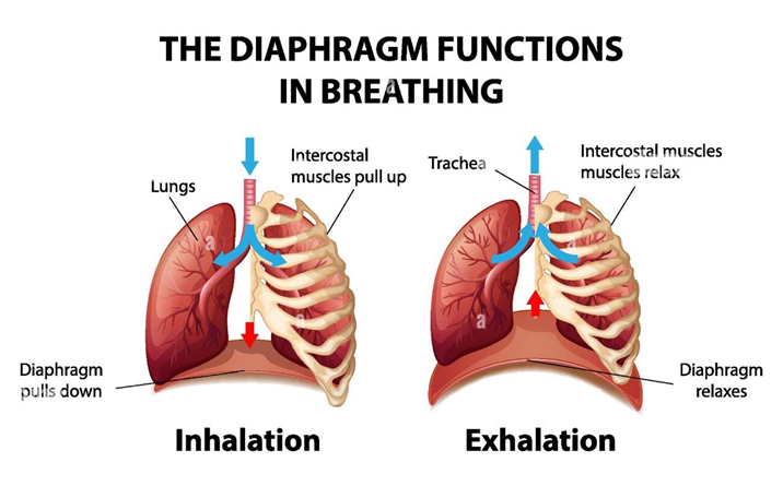 Discover your Diaphragm